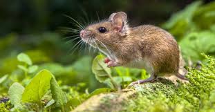 Do Mice Go Upstairs A Z Animals