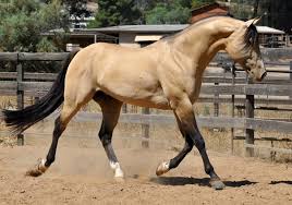 Quarter Horse Stallion Sbr Formula One