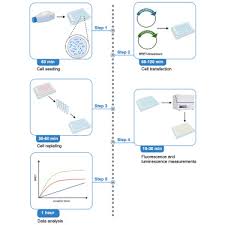Protein Interactions In Mammalian Cells