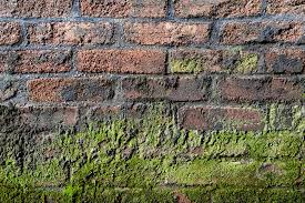 How To Remove Algae From Brick