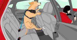 The Complete Guide To Dog Seat Belts