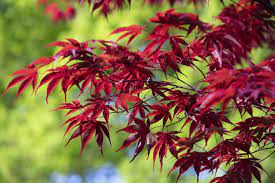 Japanese Acers The Ultimate Guide To