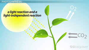 Carbon Fixation Definition Reaction