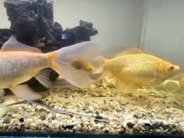 Large Fish Tank In Perth Region Wa