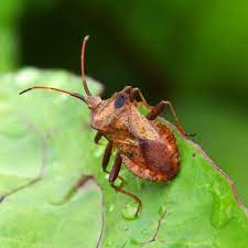 Squash Bugs In Your Garden