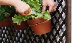 Vertical Gardening Grow More