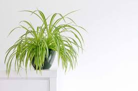 Seven Types Of Indoor Plants To Freshen