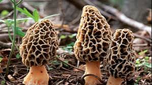 Shroomers To Seek Morel Mushrooms