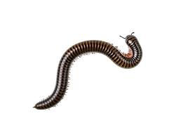 Millipede Exterminator