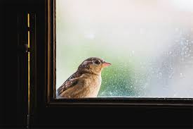 Bird Safety Reduce Bird