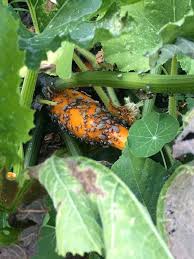 How To Get Rid Of Squash Bugs Ask An