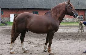 Chestnut Base Horse Coat Color The