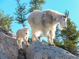 The Mountain Goat Translocation Plan