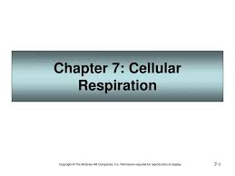 Ppt Chapter 7 Cellular Respiration