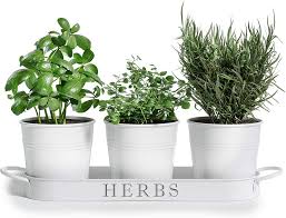 Indoor Herb Garden