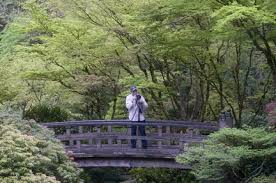 Japanese Garden Gives Photographers