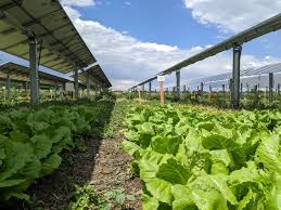 Jack S Solar Garden Blends Agriculture