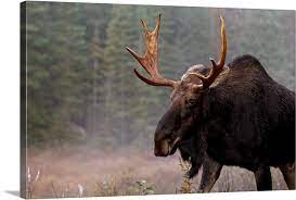 Moose Algonquin Provincial Park