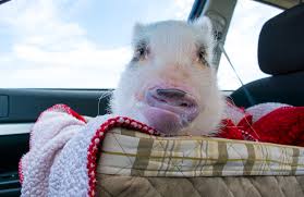 Traveling In A Car With A Mini Pig