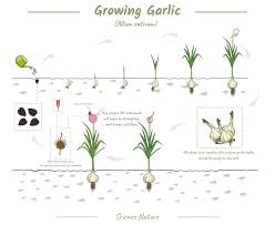 Field Garlic Plant Growth Stages