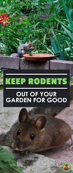 Rat Proof Garden How To Get Rid Of