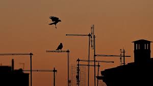 Crows Are Taking Over American Cities