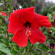 Plantcenter 3 Gal Brilliant Tropical Hibiscus Flowering Shrub With Large Red Flowers
