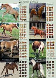 Chestnut Horse Colours By Edithsparrow