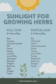 How To Start A Cocktail Herb Garden