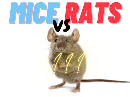 Mice And Rats What S The Difference