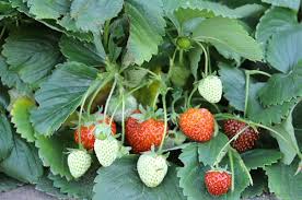 My Vegetable Garden In July Cooking