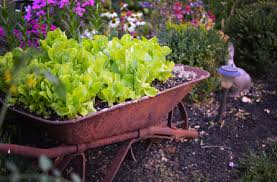 Wheelbarrow Planter Ideas Plant Addicts