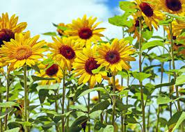 19 Easy Sunflower Garden Ideas Add