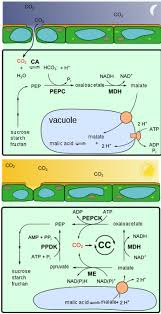 Organisms In Photosynthesis Models