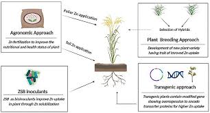 Zinc Solubilizing Bacteria And Plants