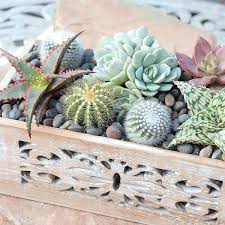 Succulents And 1 Cactus