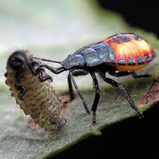 Beneficial Insects 101 Good Bugs For