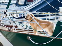 your dog from jumping off the boat