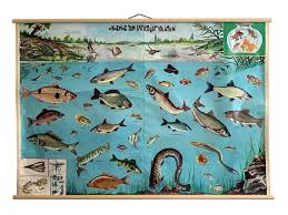 Vintage Freshwater Fish Chart