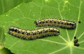 Natural And Organic Caterpillar