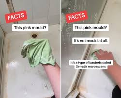 What Pink Mould In Your Bathroom Means
