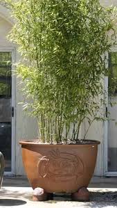 Potted Plants Outdoor Bamboo In Pots