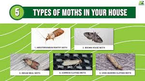5 Types Of Moths In Your House