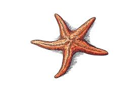 Colored Starfish Hand Drawn Sketch