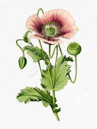 Poppy Painting Botanical Flower