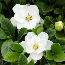 2 5 Qt Gardenia Ons Flowering Shrub With White Flowers
