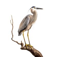 Bird White Heron Png Transpa