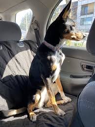 Barks Bar Dog Seat Cover Taking A Dog