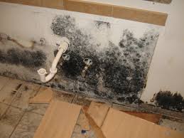 Cleaning Black Mold Steps