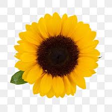 Sunflower Png Images 16000